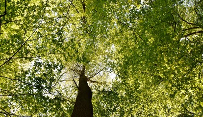 Fototapeta na wymiar Landscape with spring green beech trees in sunlight