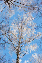 Winter birch forest with blue sky