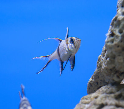 Sealife. Swimming fish. Tropical Fish.