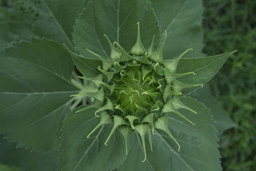 Close Up Image of Green Sunflower Bud