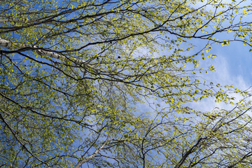 Birch branches with young spring foliage