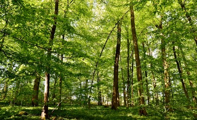 Naklejka premium Landscape with spring green beech trees in sunlight