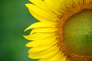 Yellow sunflower on plant