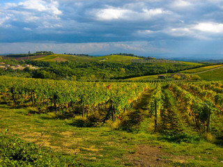 Fototapeta na wymiar Vineyards in Tuscany, Italy