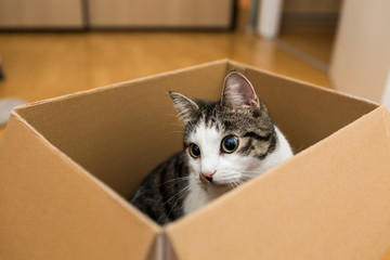 cat in the cardboard box