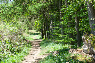 Path through a forest glade.