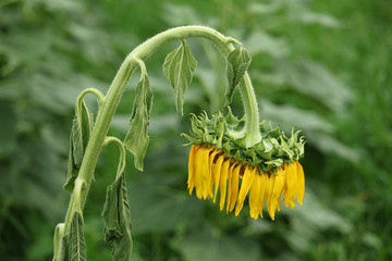 Wilted sunflower in the field