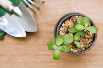 plant in pots and garden tools on wooden table with sunshine background.(top view)