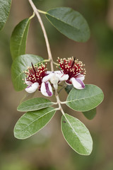 Flowers of Acca sellowiana,feijoa, pineapple guava, guavasteen.