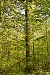 Obraz premium Landscape with spring green beech trees in sunlight