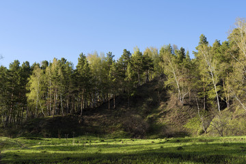 Young foliage in the grove trees