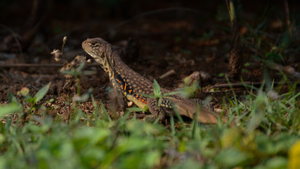 butterfly lizard in nature,Small-scaled lizard, round lizard