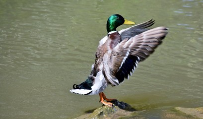 Close up of a male wild duck