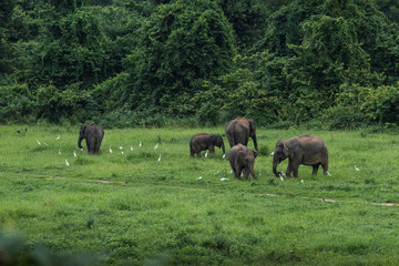 Fototapeta na wymiar Wild elephants in Thailand Kui Buri National Park
