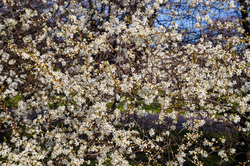 White cherry blossoms, spring flowering