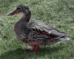 Keukenhof Duck