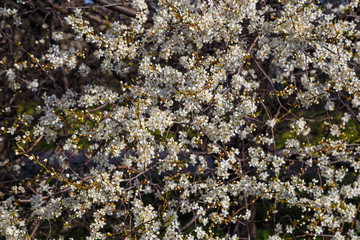 White cherry blossoms, spring flowering