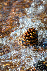 Pinecone