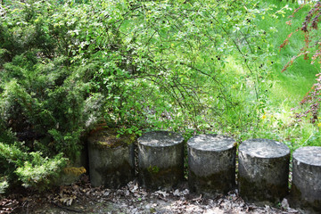 Fototapeta premium old fence overgrown with moss