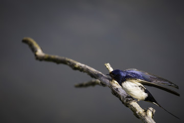 Barn Swallow