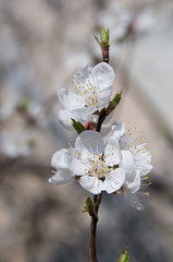 Branch with apricot flowers with place for text