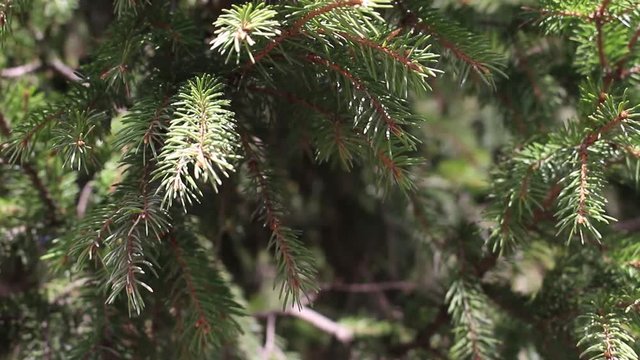 Ветки дерева ели
Видео для сюжетов о природе или для фона
