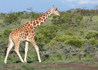 Giraffe agrainst green bushy background