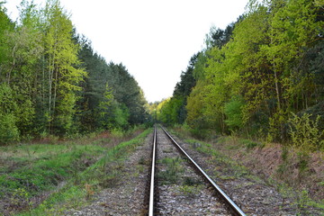 tory kolejowe w lesie