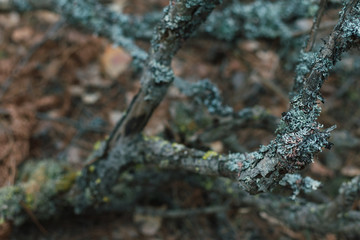 Dry branch in moss in close-up in the forest