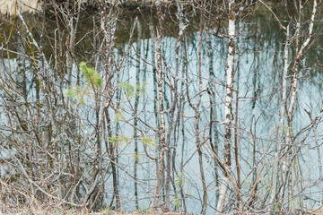 Obraz premium Wall of a young birch on a background of water