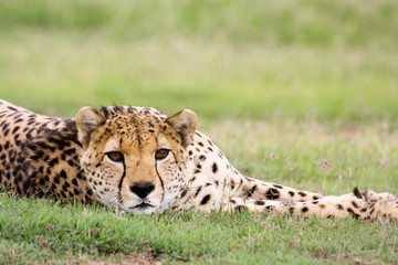 Cheetah stare