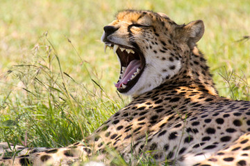 Yawning cheetah © Blair Costelloe