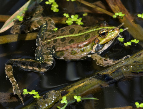 Frog in the water between reeds and other water plants in the river in vivo development