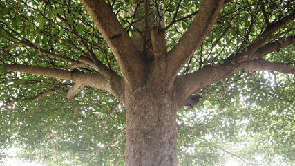 lush tree view from below