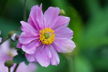 Obraz premium pink flower anemone closeup on a green background