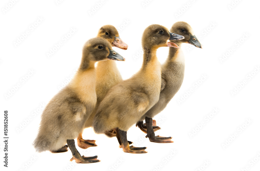 Poster Small ducklings