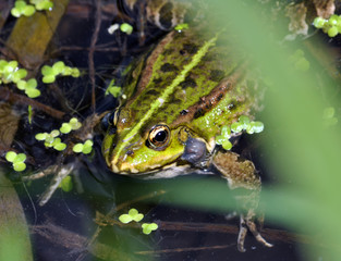Frog in the water between reeds and other water plants in the river in vivo development
