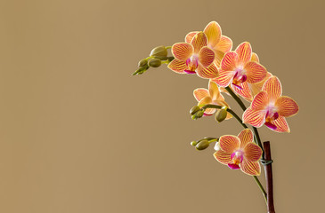 Yellow Orchid with Red Stripes, with Light Shining from the Left