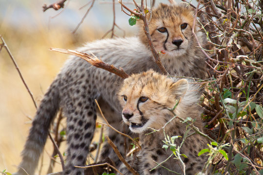 Cheetah cubs in a bush