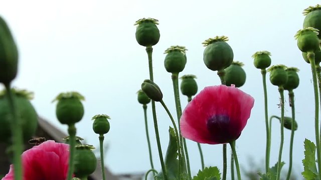 Papaver red flower, green unripe poppy heads and flowerbuds on the sky background. The bee  lands on the left poppy flower. Horizontal panning.