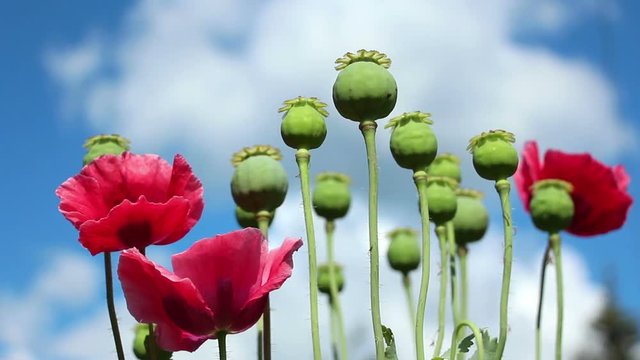 The  papaver red flowers and poppy seed pods close up on the blue cloudy sky background. Lockdown.  Focus on the flowers and front row of poppy heads. The wind moves plants.