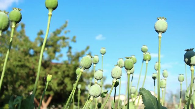 The camera moves among the poppy heads.