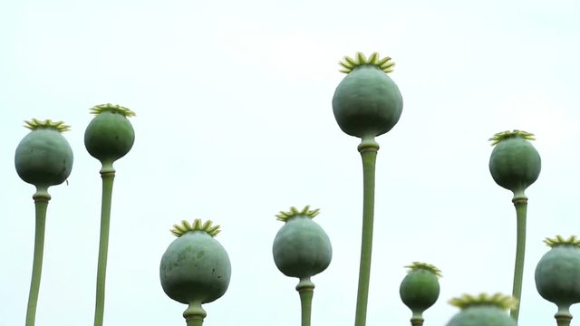 The  papaver (poppy) seed pod close up on the sky background. Horizontal panning.  Focus on the row of poppy heads. 