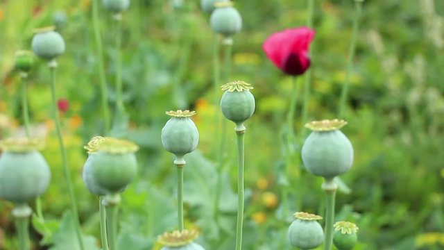 Papaver red flowers and green unripe poppy heads on the colorful  green flower blurred background. Vertical panning down. Focus changes from the poppy flower behind  to the nearest poppy boll.