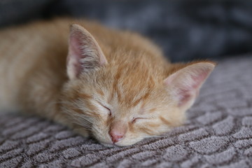 Fototapeta na wymiar Pets / Kittens / The kitten is asleep