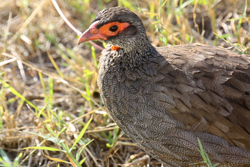 Portrait of a red-necked spurfowl