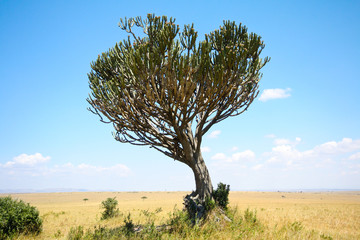 Candelabra tree on the African savannah - obrazy, fototapety, plakaty