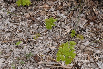 Молодая поросль кленов