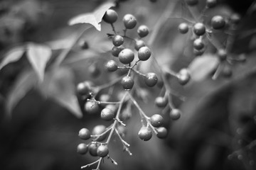 Fototapeta premium Juniper in black and white