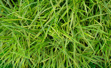 Pandan leaves texture background (Pandanus pygmaeus or Variegata)